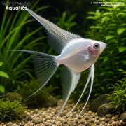 Platinum Veil Tail Angelfish - Pterophyllum scalare