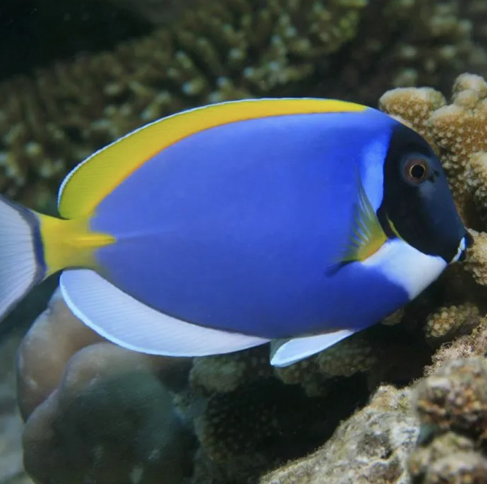 Powder Blue Tang