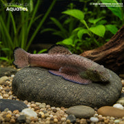 Purple Fin Sucker - Pseudogastromyzon laticeps