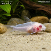 Pygmy Cory-Albino - Gastrodermus pygmaeus var