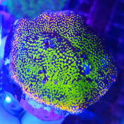 Montipora Rainbow Frag