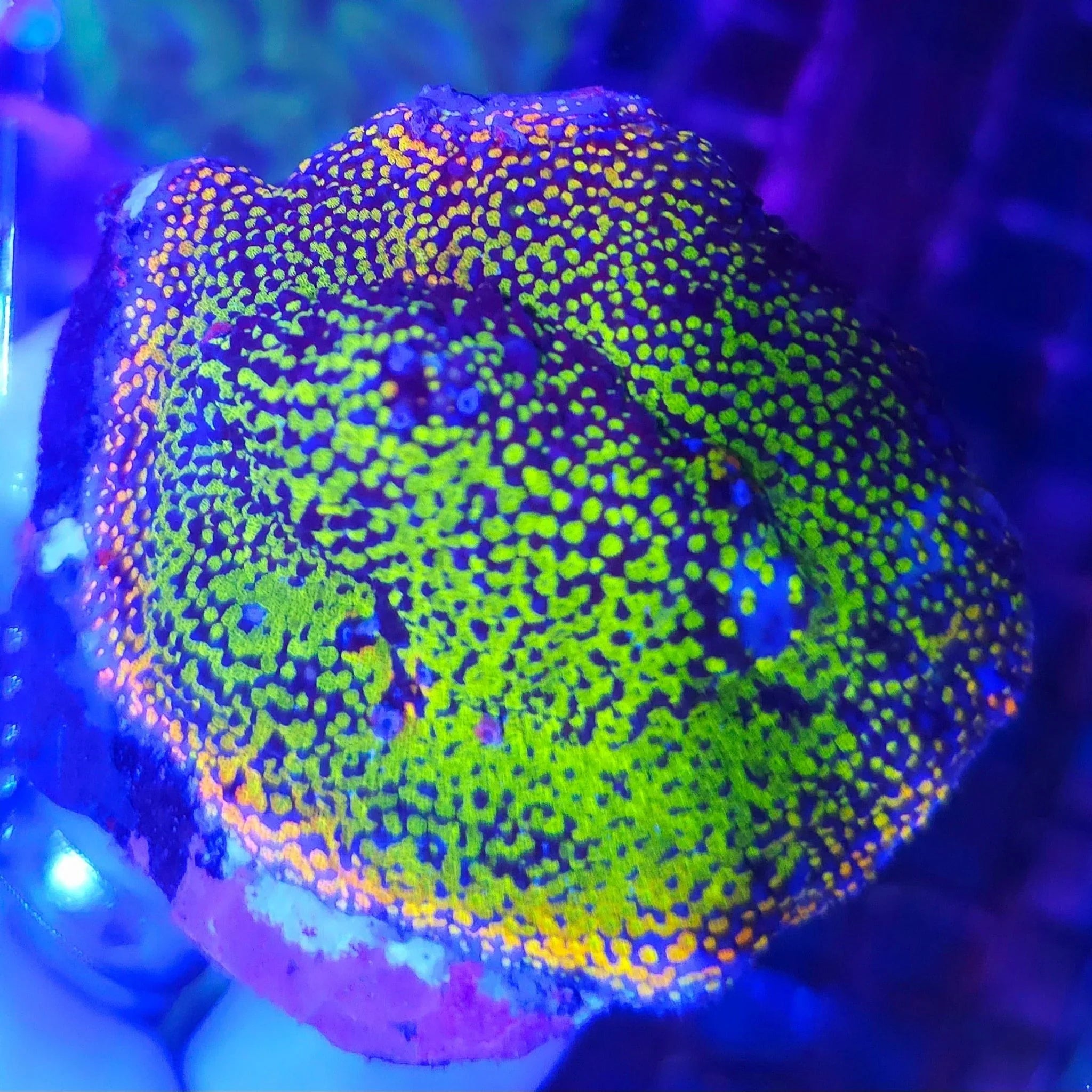 Montipora Rainbow Frag