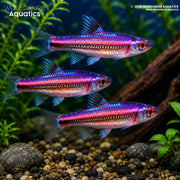 Rainbow Shiner - Hydrophlox chrosomus