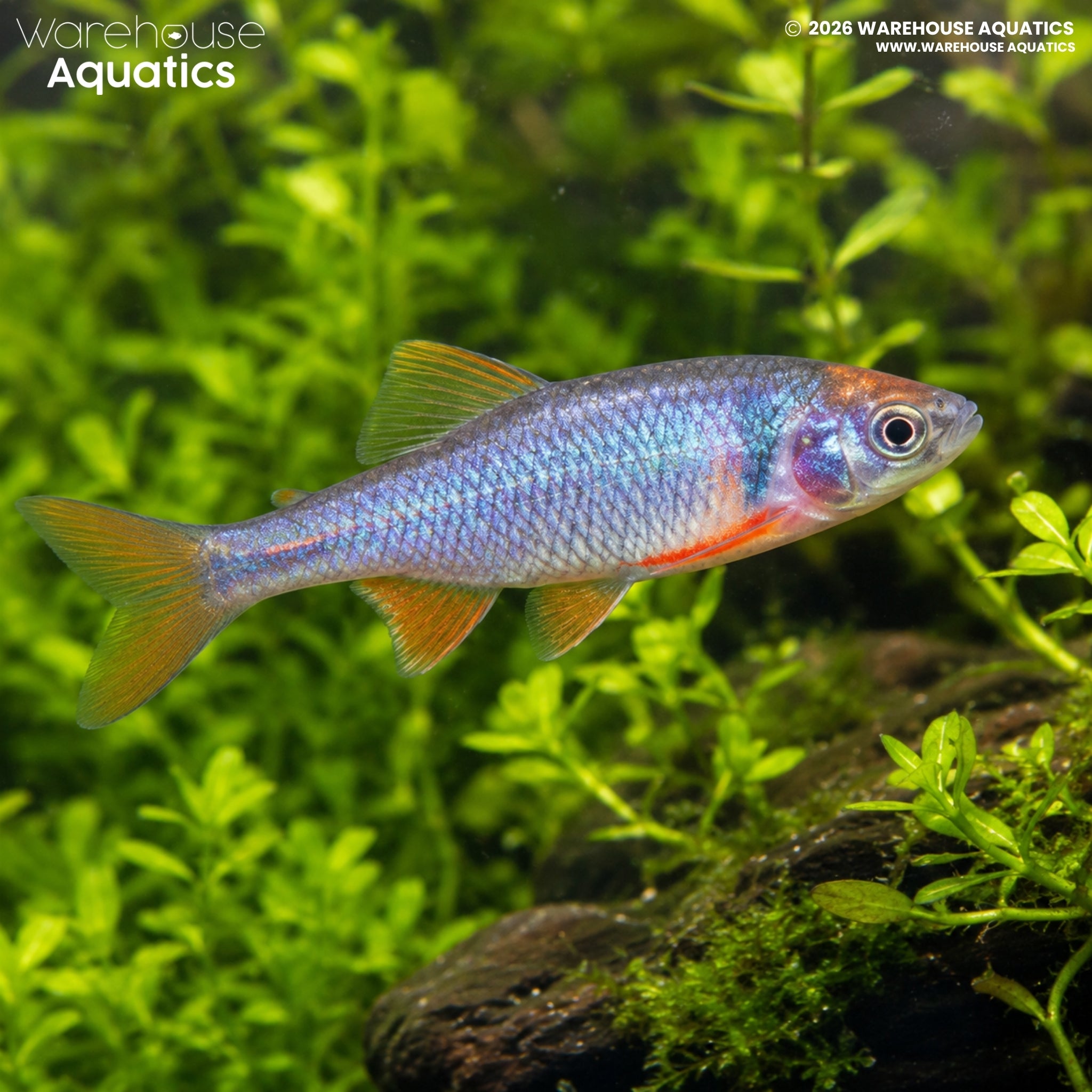 Rainbow Dace - Cyprinella lutrensis