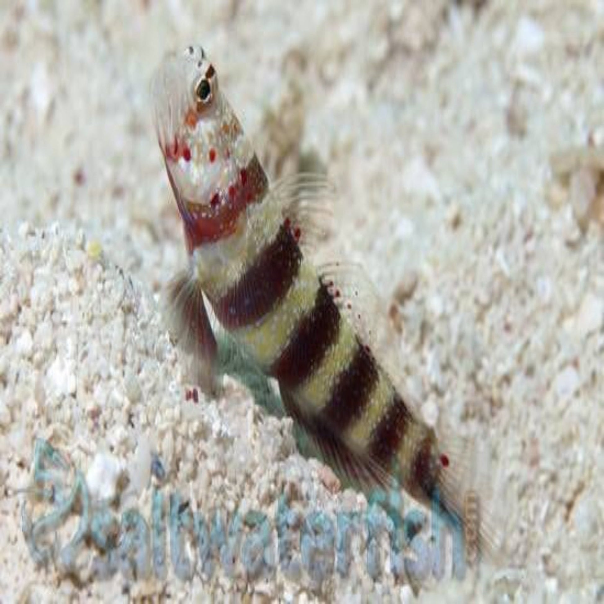 Red Banded Goby