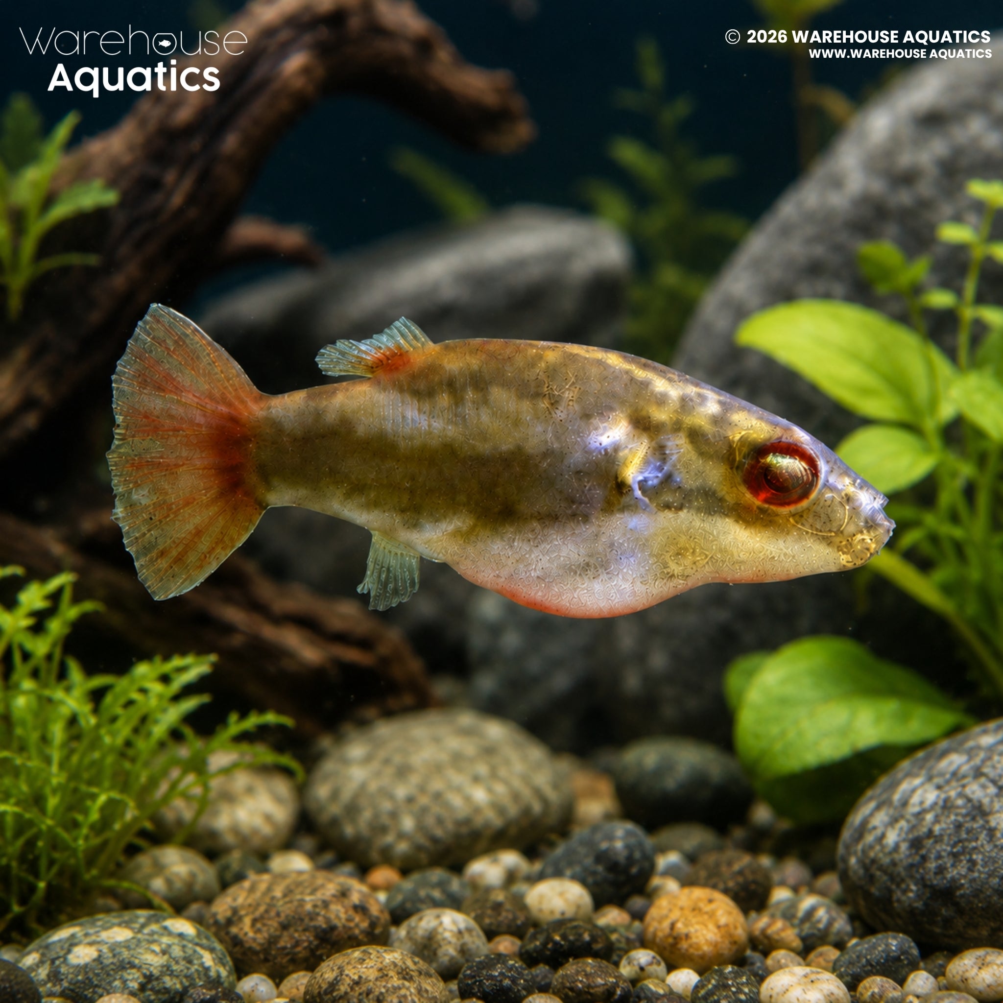 Red-tailed Red-eye Puffer – Carinotetraodon irrubesco