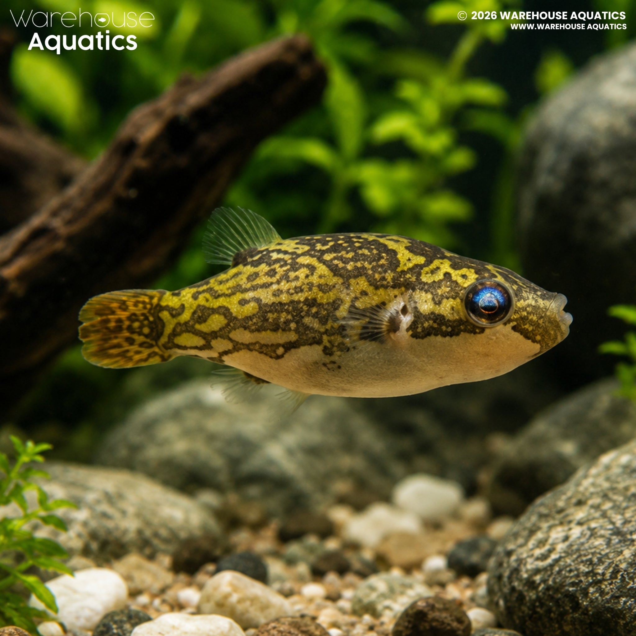 Red-tailed Red-eye Puffer – Carinotetraodon irrubesco