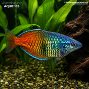 Red Boesemani Rainbowfish - Melanotaenia boesemani "Lake Aitinjo"