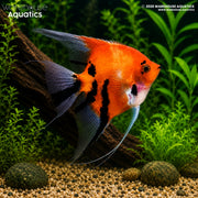 Red Devil Angelfish - Pterophyllum scalare