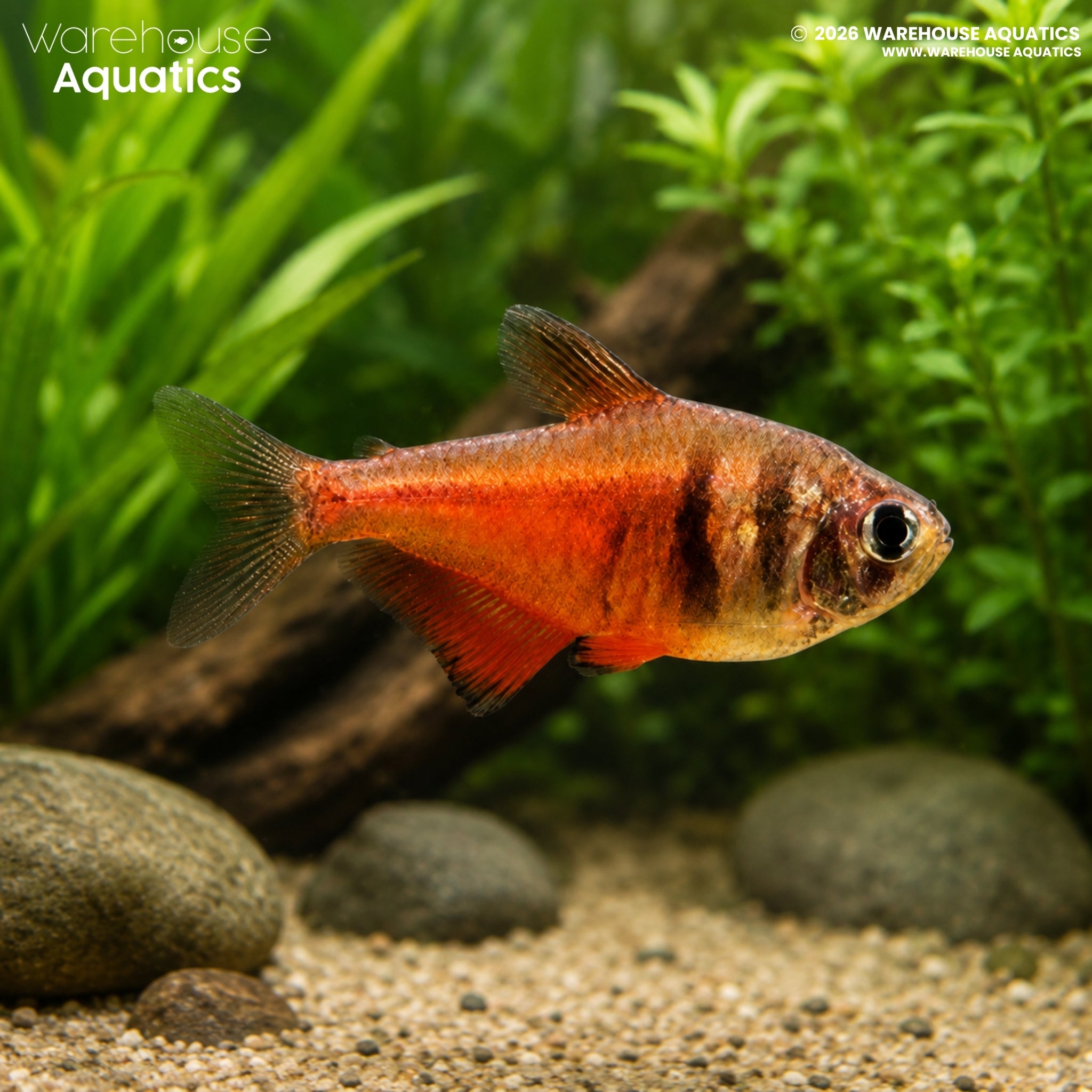 Red Diamond Flame Tetra - Hyphessobrycon flammeus
