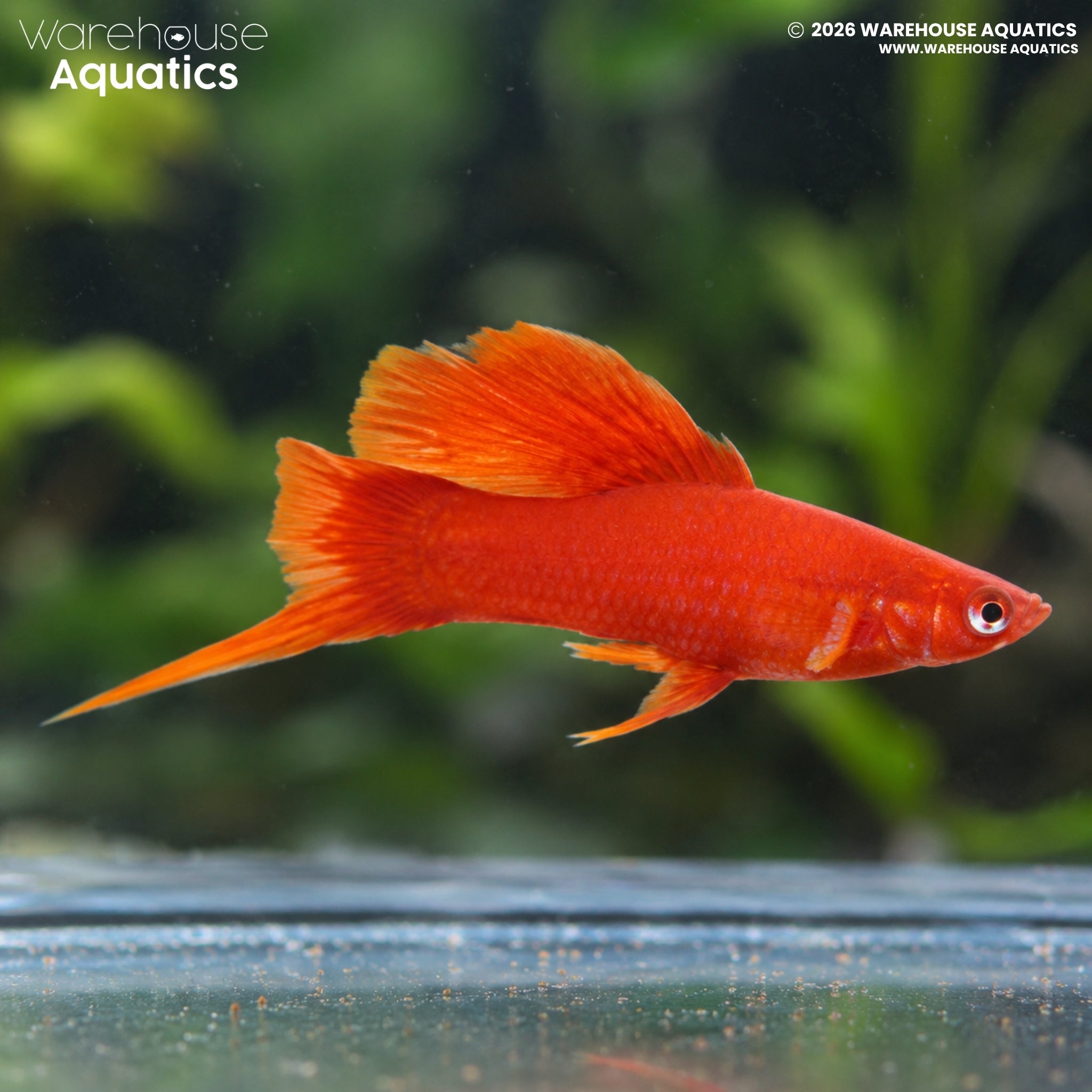 Red Hi-Fin Swordtail - Xiphophorus helleri
