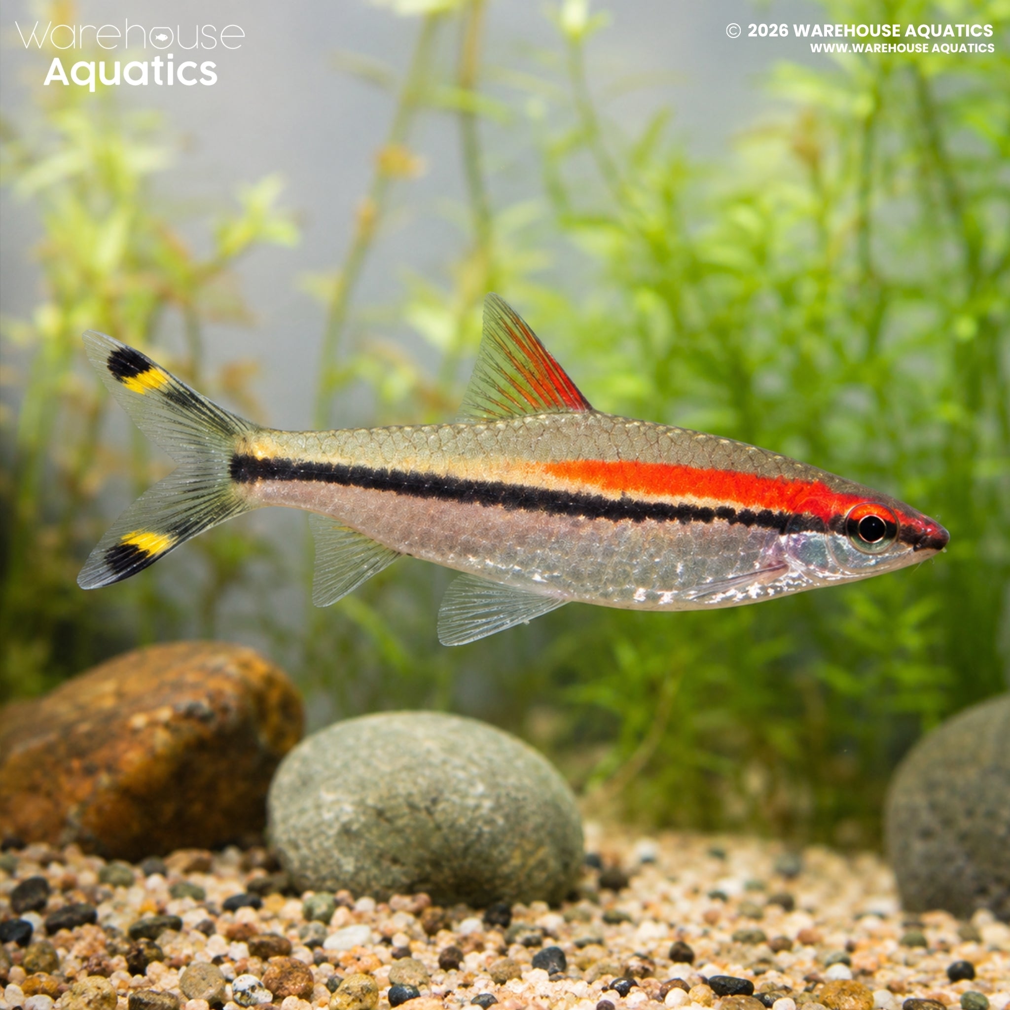Red Line Torpedo Barb - Sahyadria denisonii
