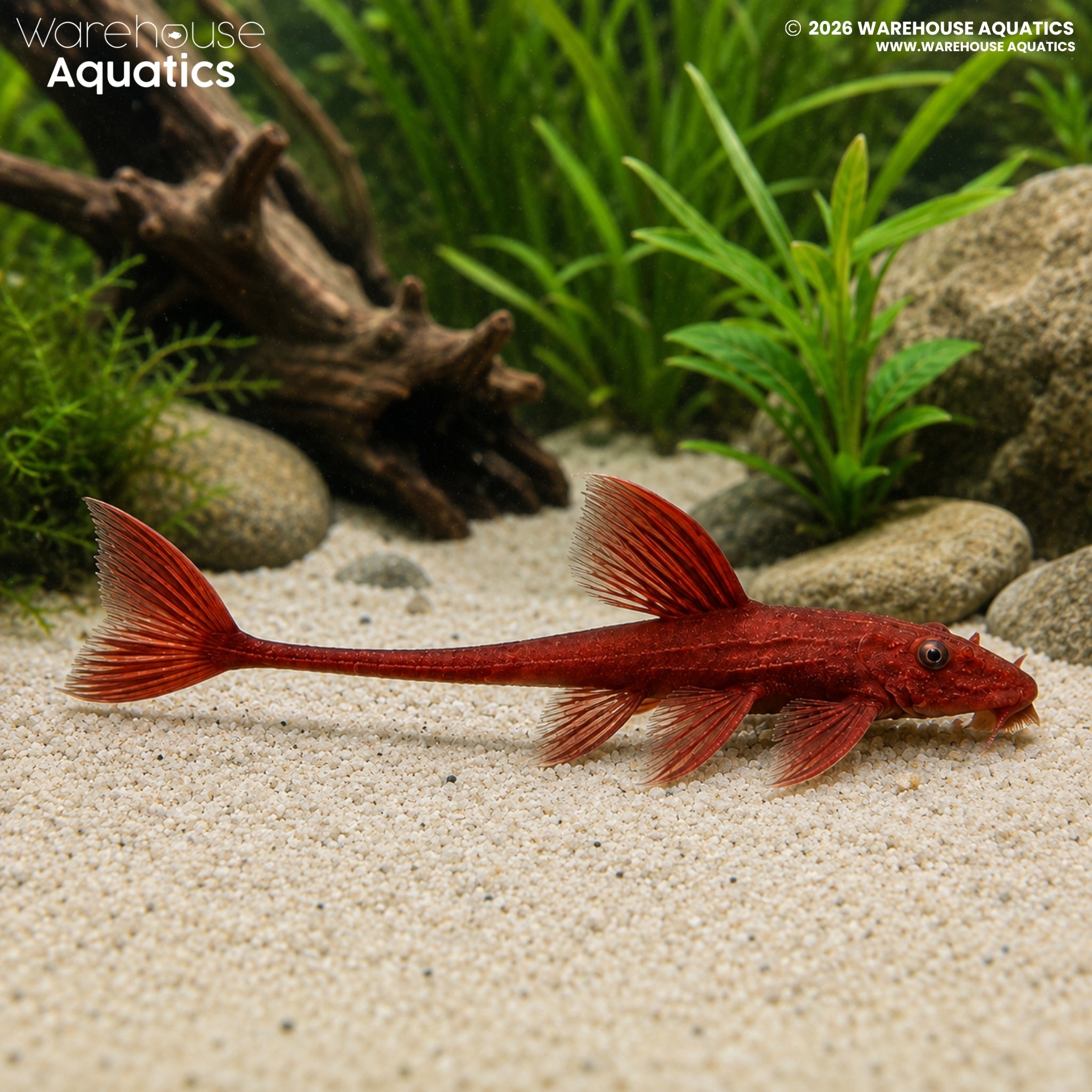 Red Lizard Catfish - Rineloricaria sp.