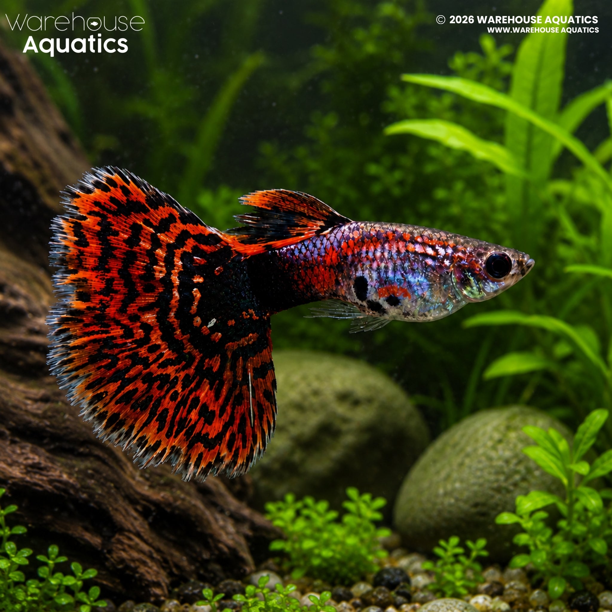 Red Mosaic Guppy - Poecilia reticulata