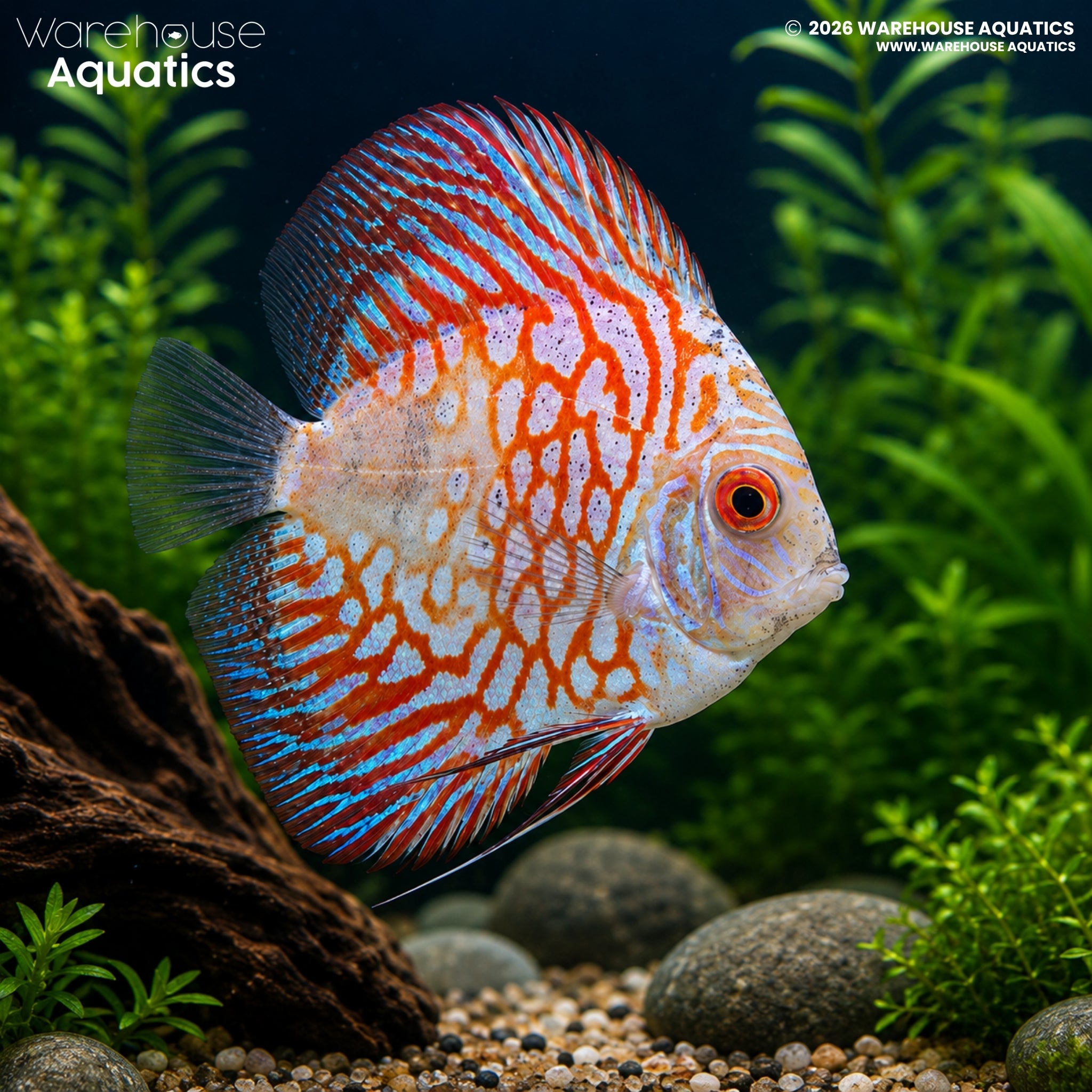 Red Stone Pigeon Discus - Symphysodon discus