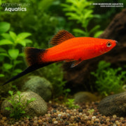 Red Wag Swordtail - Xiphophorus helleri