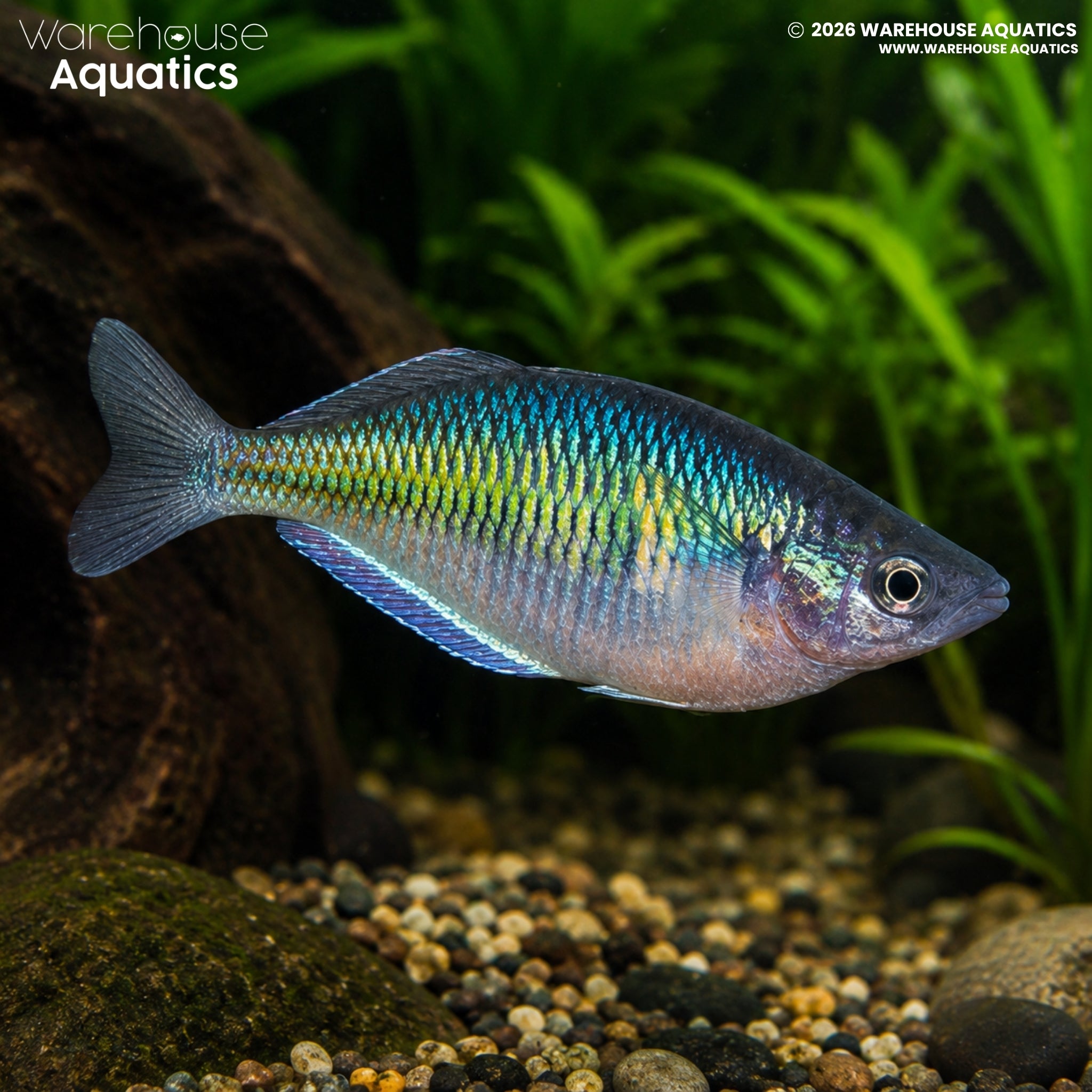 Red Boesemani Rainbowfish - Melanotaenia boesemani "Lake Aitinjo"