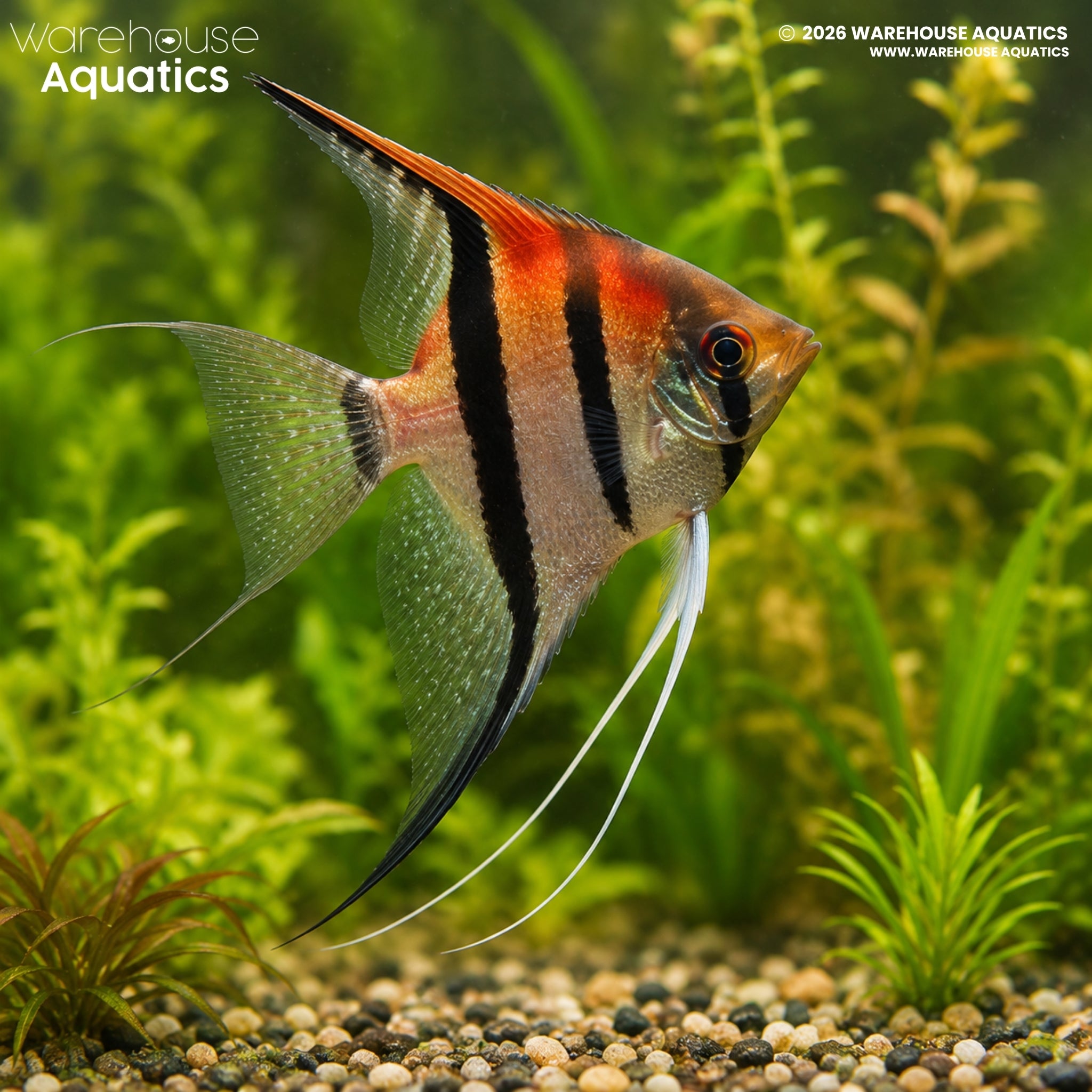 Red Shoulder Manacapuru Angelfish - Pterophyllum scalare