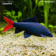 Red Tailed Black Shark - Epalzeorhynchos bicolor