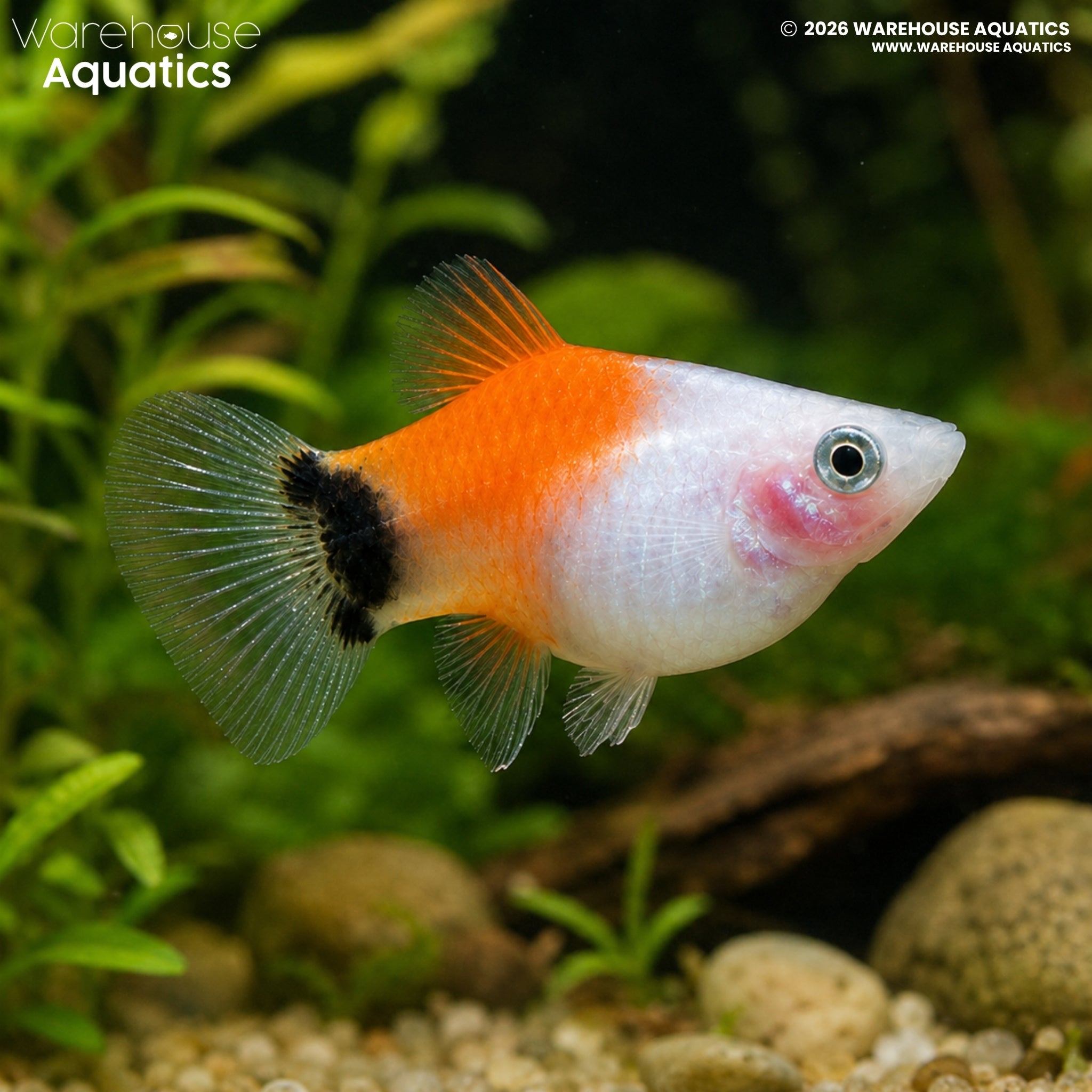 Red & White Mickey Mouse Platy - Xiphophorus maculatus