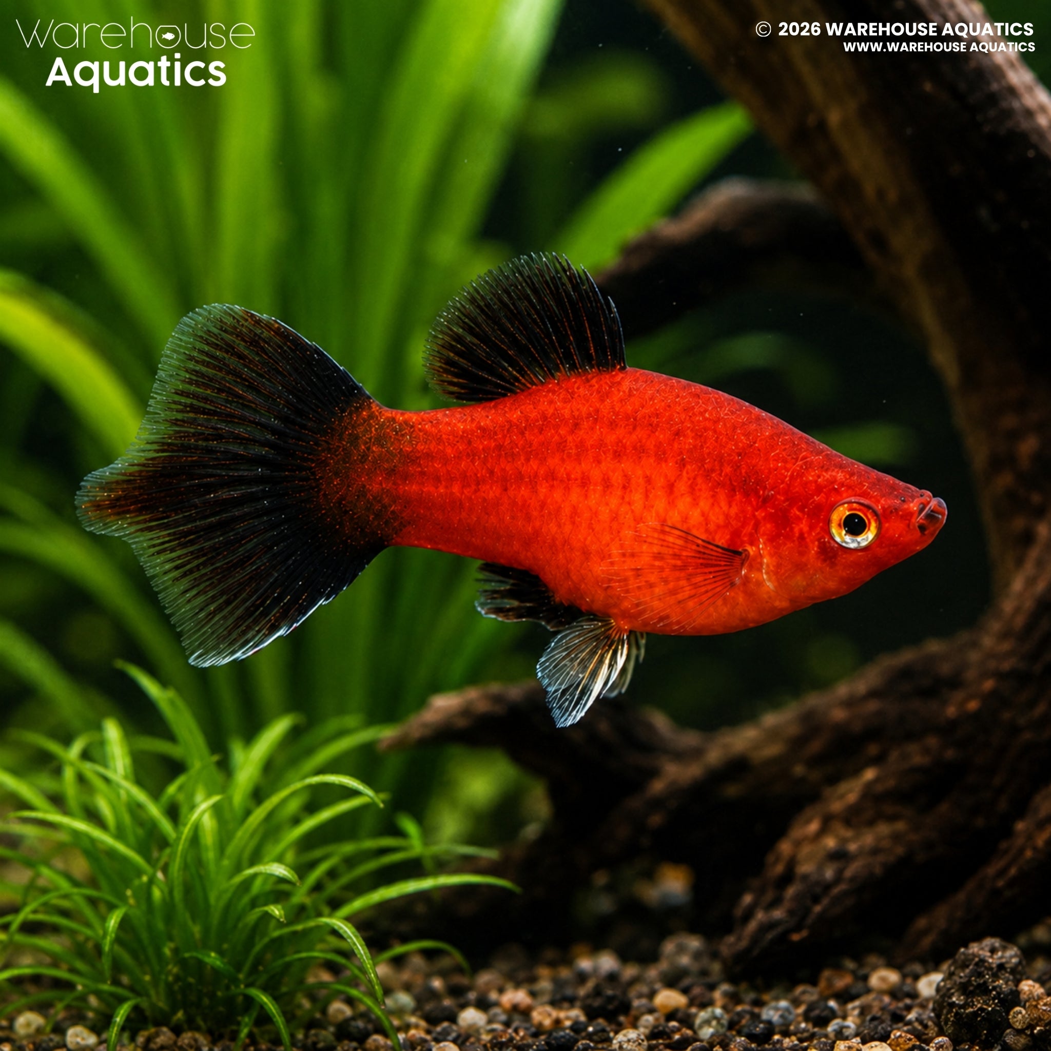 Red Wag Hi-Fin Platy - Xiphophorus maculatus