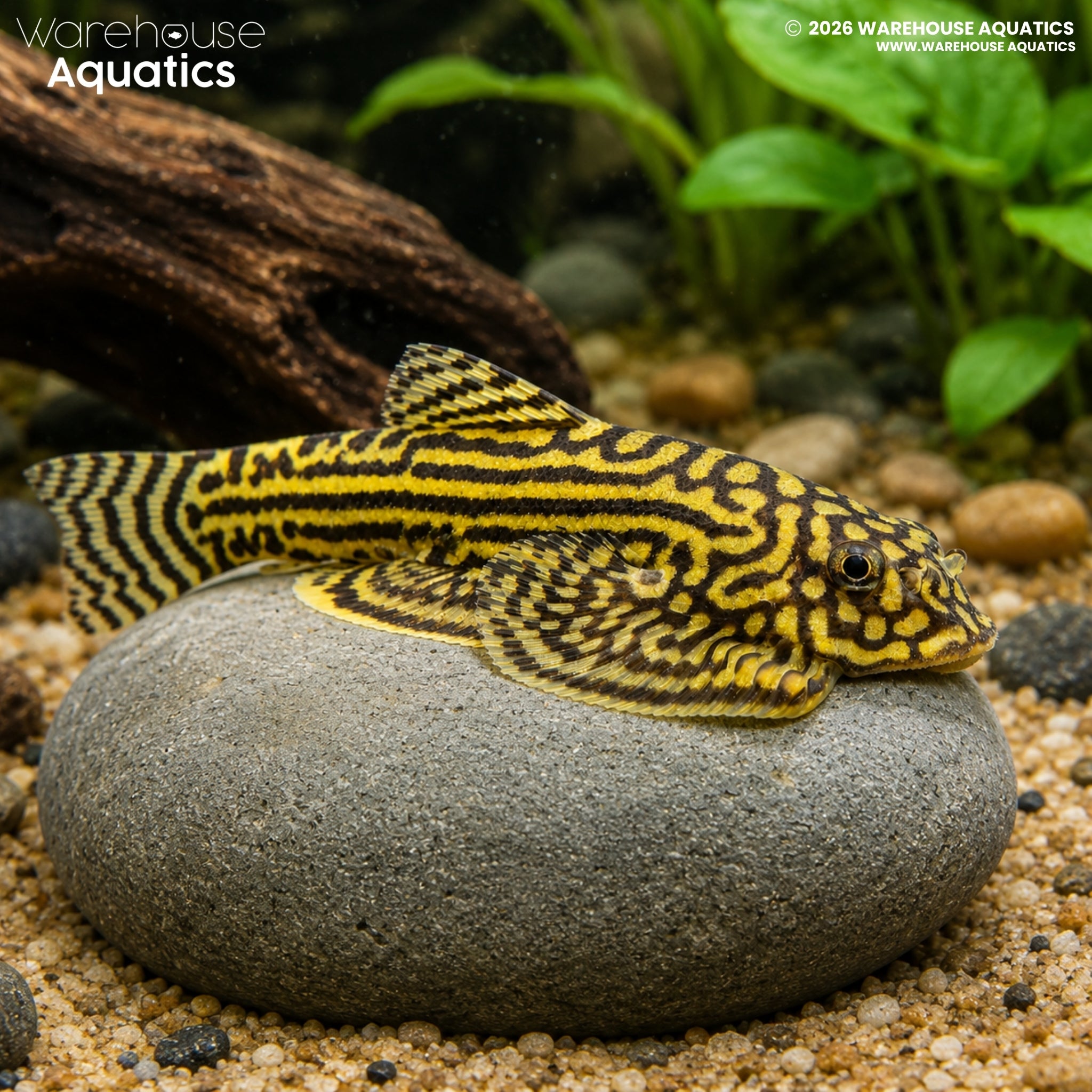 Reticulated Hillstream Loach - Sewellia lineolata