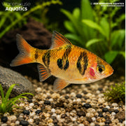 Rhombo Barb - Desmopuntius rhomboocellatus