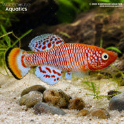 Rochow's Notho Killifish - Nothobranchius rachovii