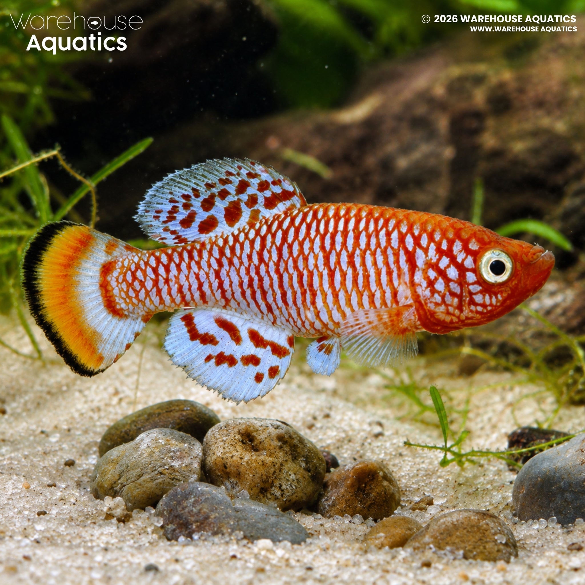 Rochow's Notho Killifish - Nothobranchius rachovii