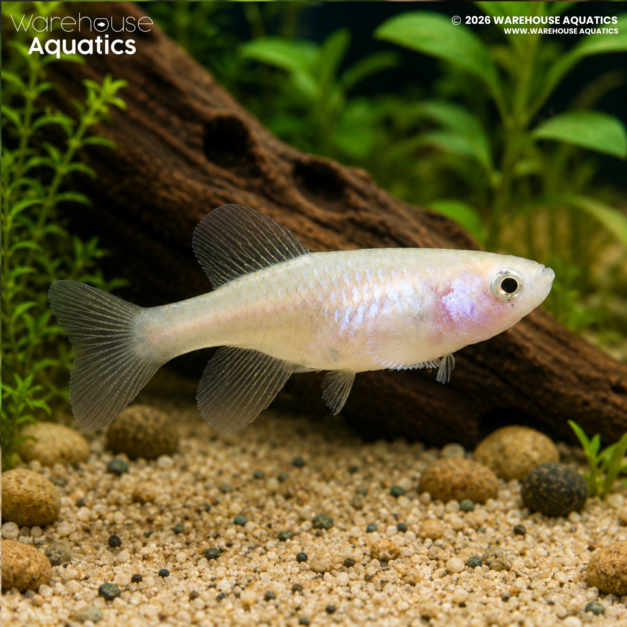Rochow's Notho Killifish - Nothobranchius rachovii