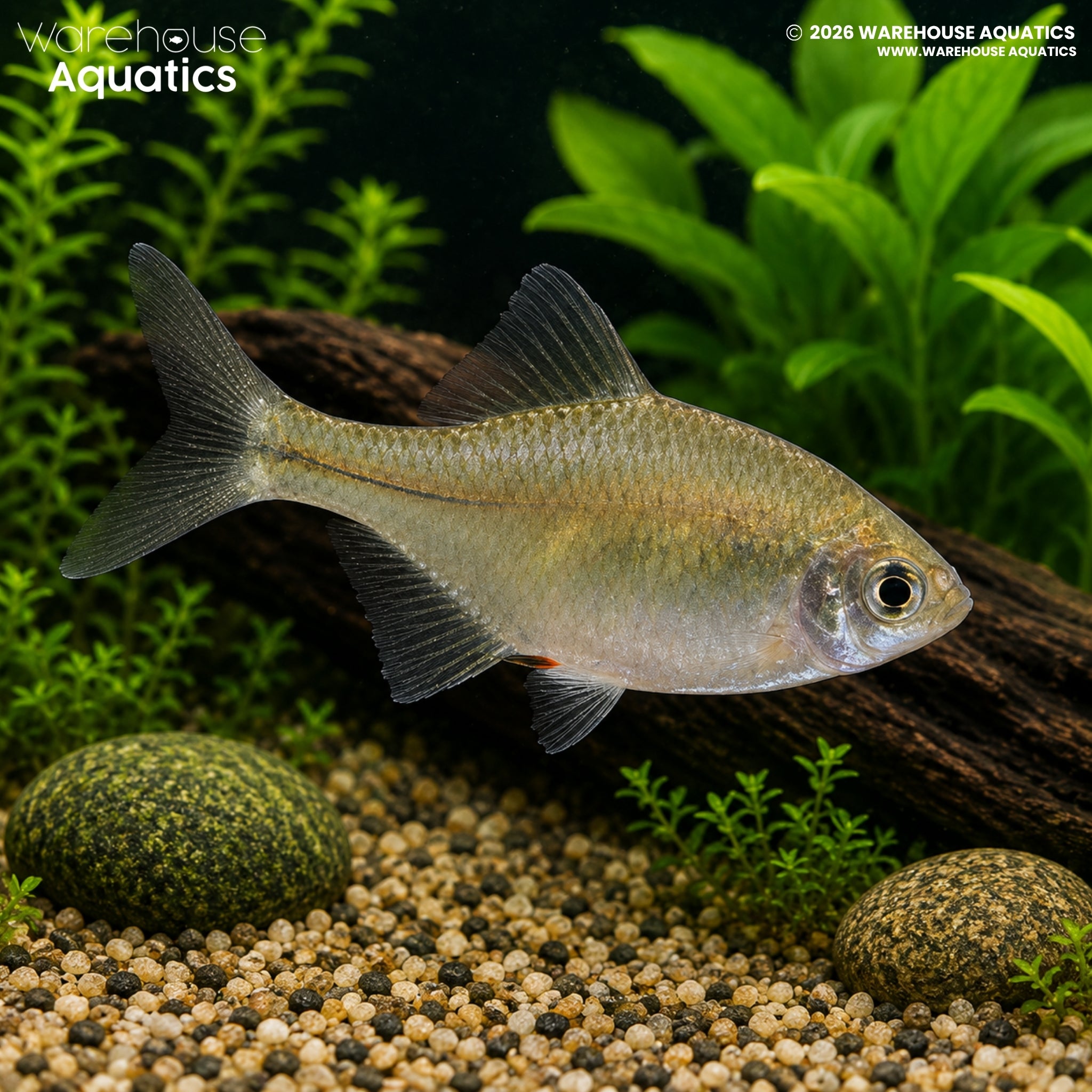 Rosy Bitterling - Rhodeus ocellatus