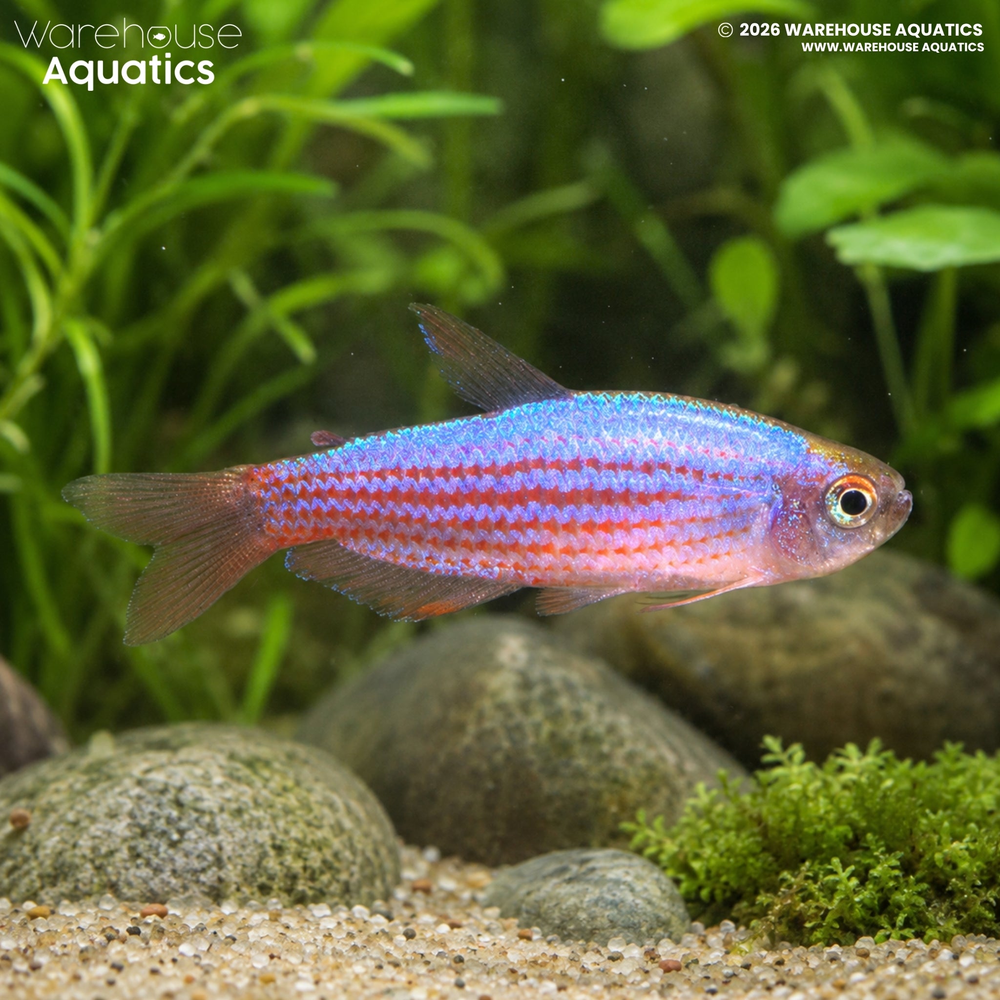 Scratched Inpa Tetra - Inpaichthys parauapiranga