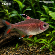 Rosy Tetra - Megalamphodus rosaceus