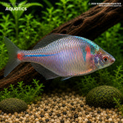 Rosy Bitterling - Rhodeus ocellatus