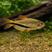 Royal Black Arrow Tetra - Inpaichthys luizae