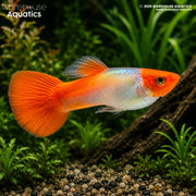 Rummy Nose Guppy - Poecilia reticulata