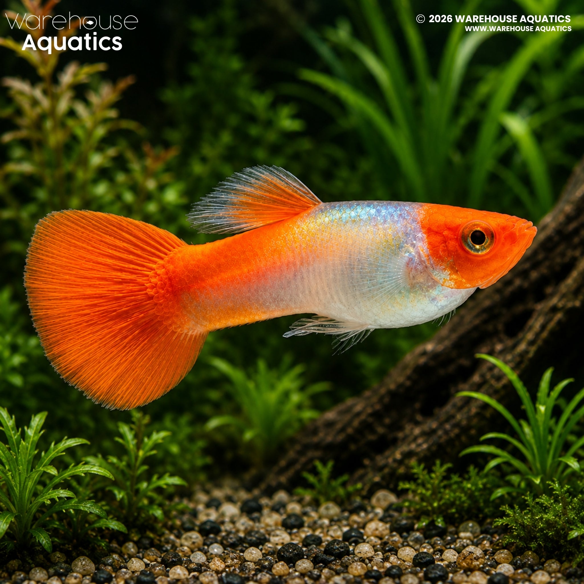 Rummy Nose Guppy - Poecilia reticulata