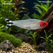 Rummynose Tetra - Petitella bleheri