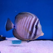 Sailfin Tang - West Ind Ocean