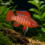 Scarlet Badis - Dario dario