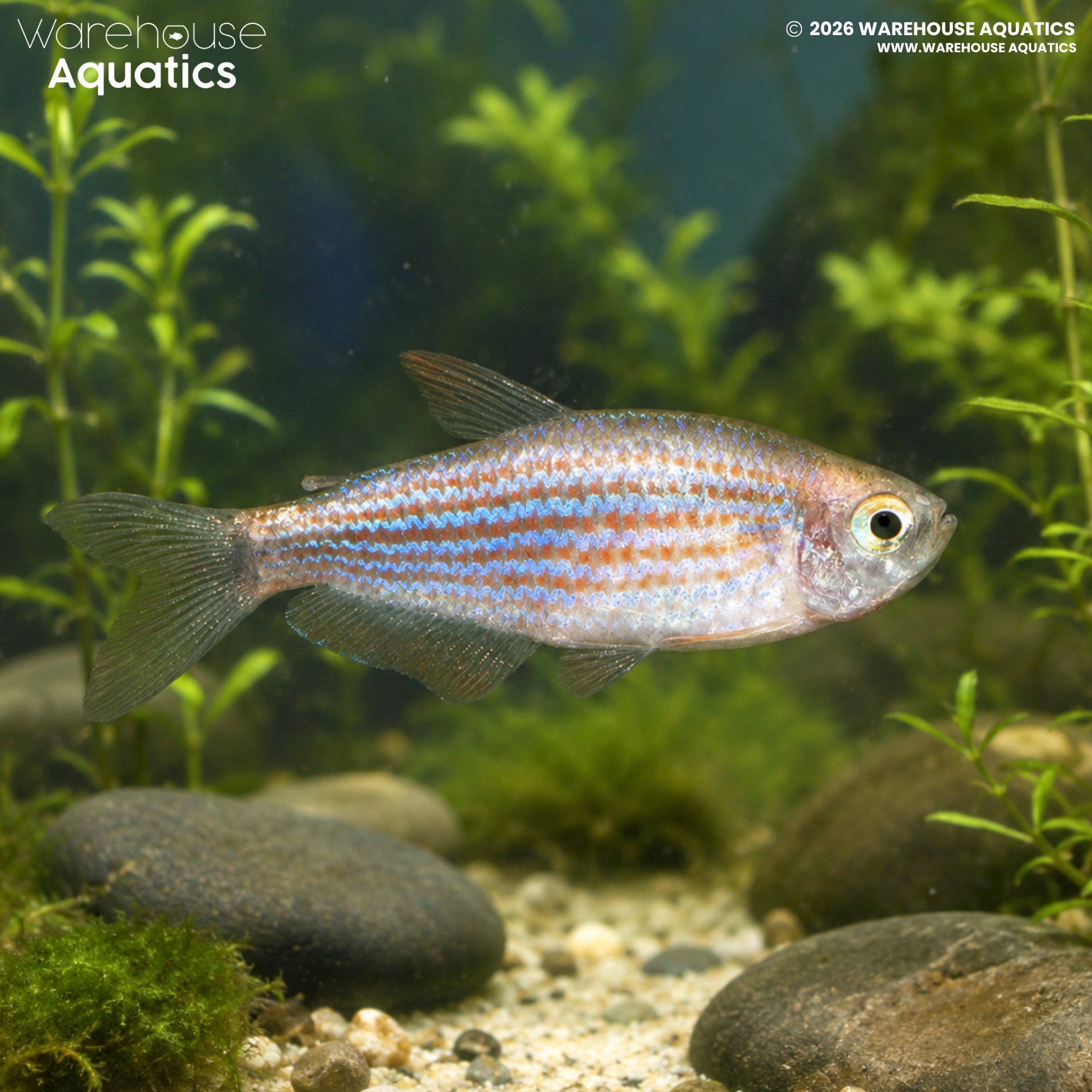 Scratched Inpa Tetra - Inpaichthys parauapiranga