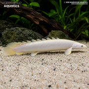 Senegal Bichir Leucistic - Polypterus senegalus