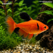 Serpae Tetra Longfin - Hyphessobrycon callstusi