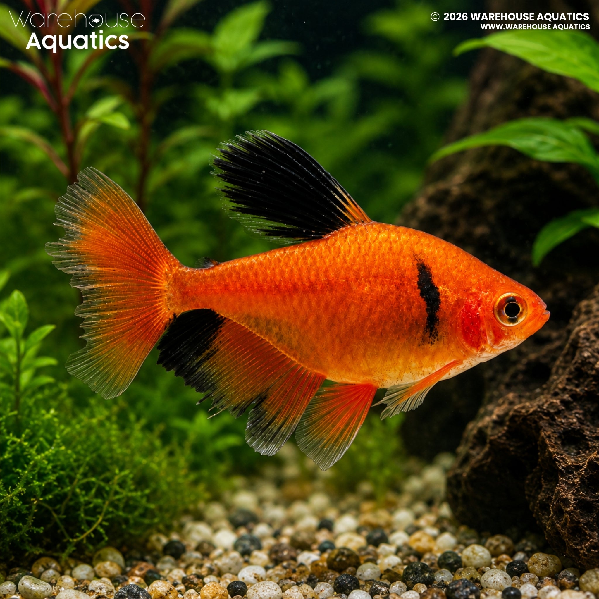 Serpae Tetra Longfin - Hyphessobrycon callstusi