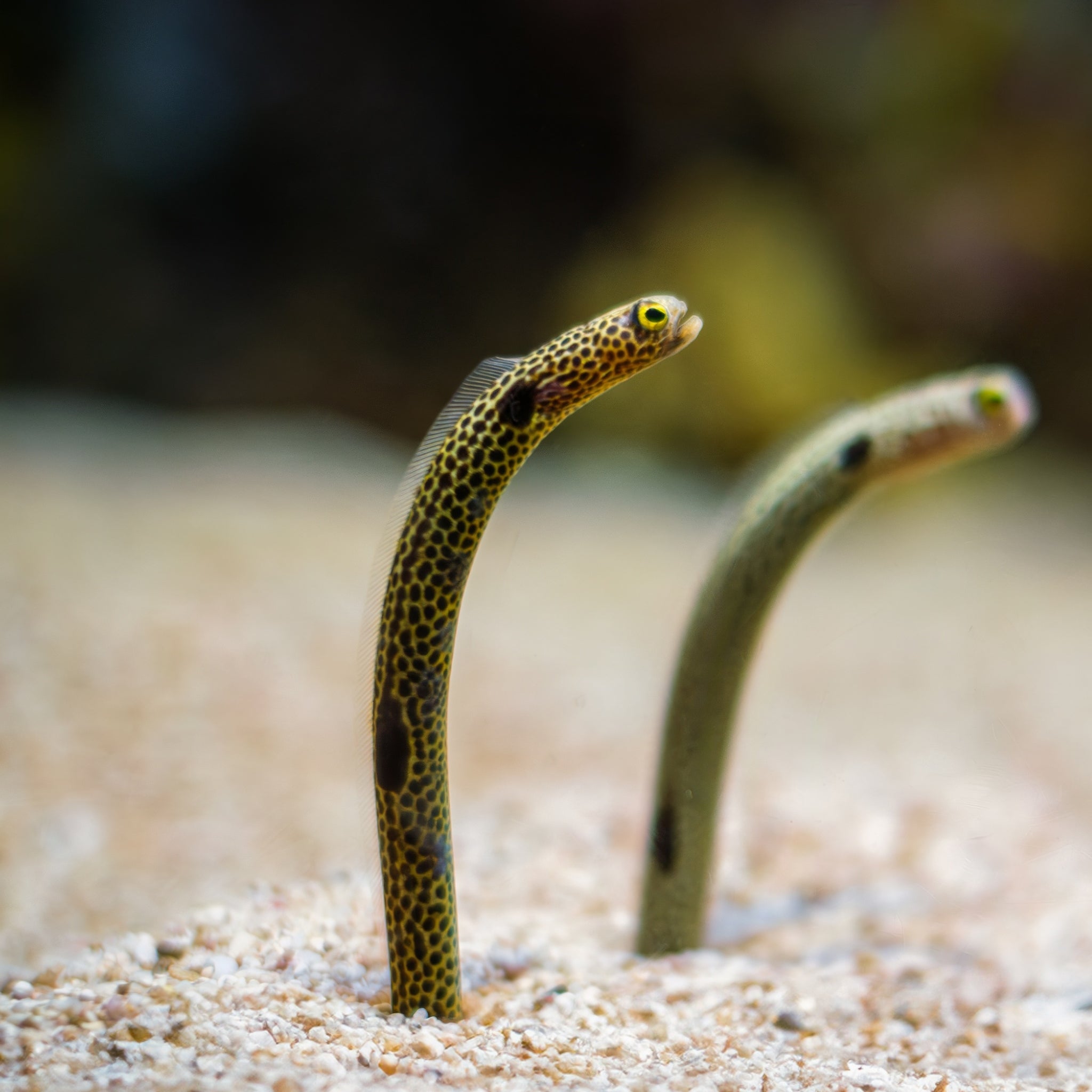 Spotted Garden Eel