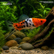 Showa Swordtail - Xiphophorus hellerii