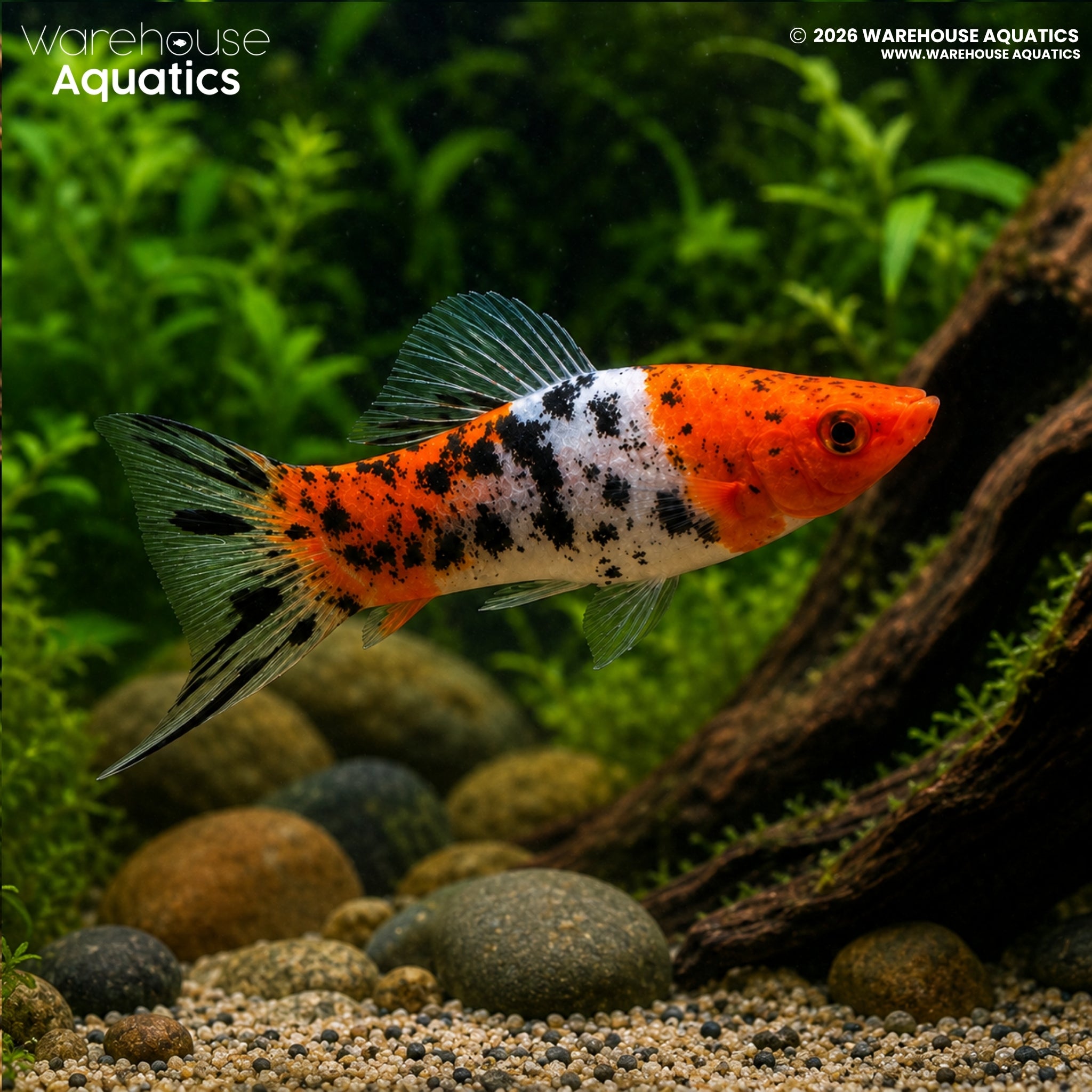 Showa Swordtail - Xiphophorus hellerii