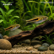 Siamese Dwarf Rasbora - Trigonostigma somphongsi