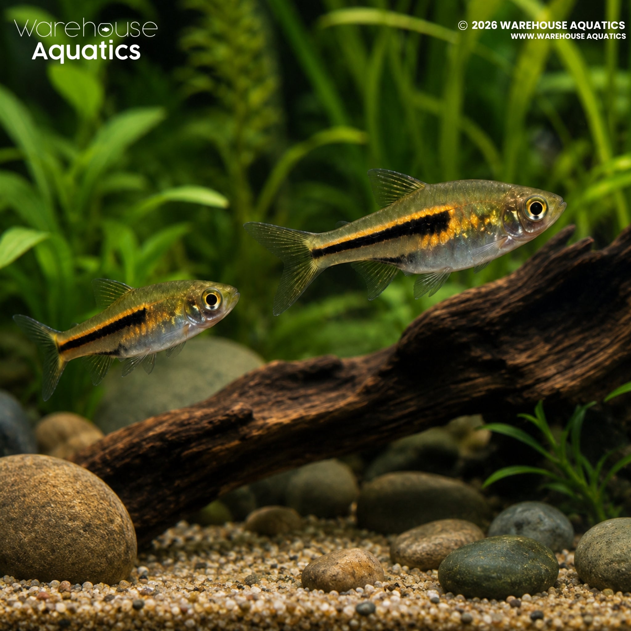 Siamese Dwarf Rasbora - Trigonostigma somphongsi