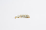 Silkworm, Large
